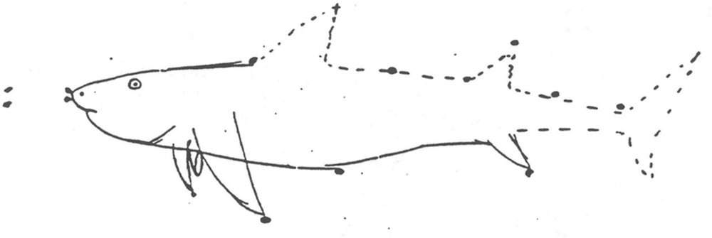 A sketch of the Baidam constellation which looks lkike a shark. The bottom left half is filled in line and the top right edges are marked out with small open lines.
