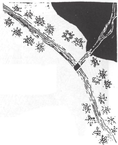 Bark painting of the Milky Way.