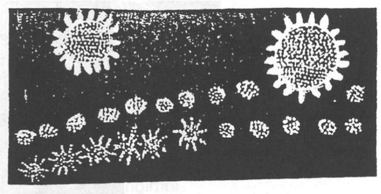 Bark painting of the Morning Stars.
