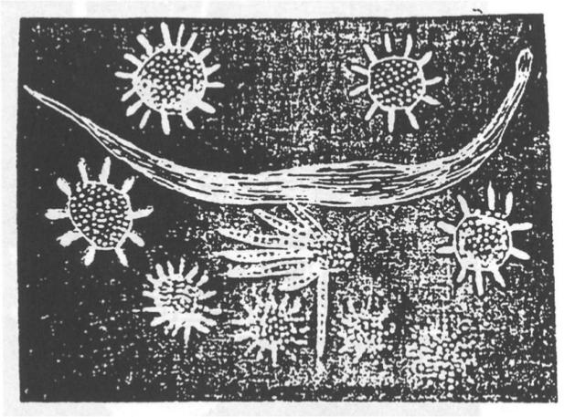 Bark painting of the Southern Cross.