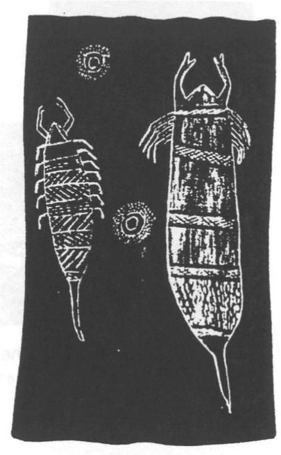 Bark painting of the Scorpions.
