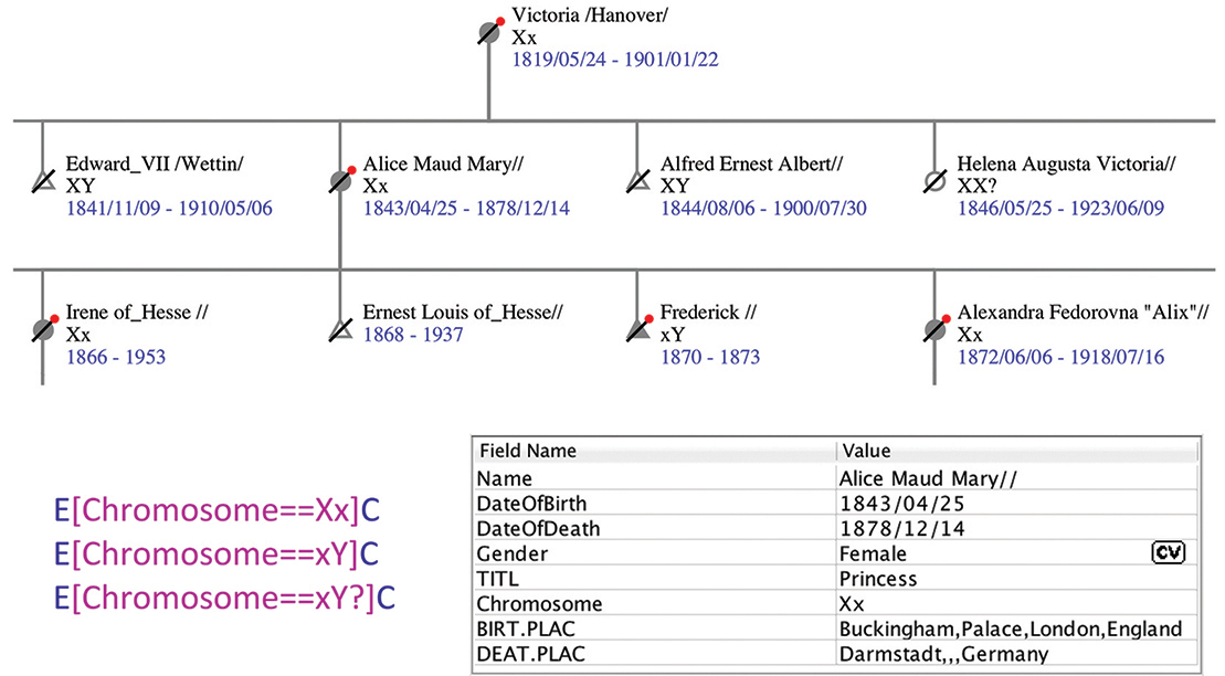 Figure 4.18. A screenshot from KinOath shows the resulting diagram when querying on gender of individuals. The queries are E[Chromosome==Xx]C, E[Chromosome==xY]C, and E[Chromosome==xY?]C.