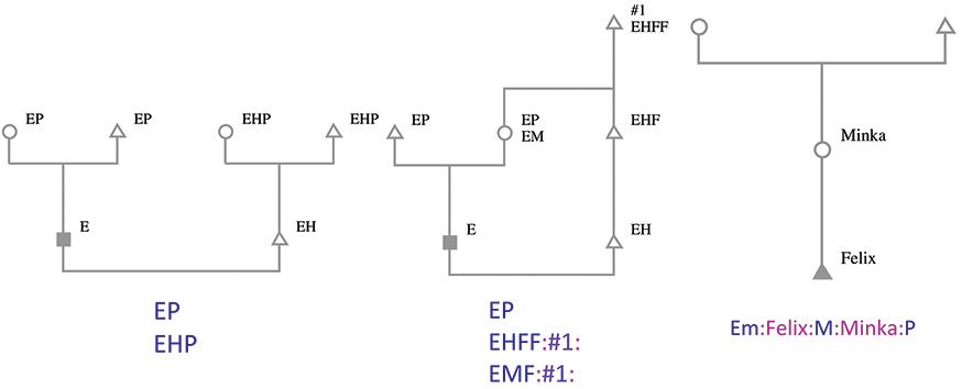 Figure 4.9. A screenshot from KinOath displays various freeform diagrams. The last one displays, using the shortened Kin Type Strings from Figure 4.7, the relationship between a male named Felix and his mother, Minka.