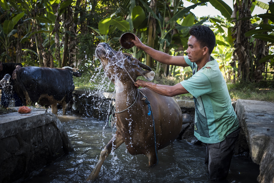 Man washing a cow in a small creek surrounded by trees.