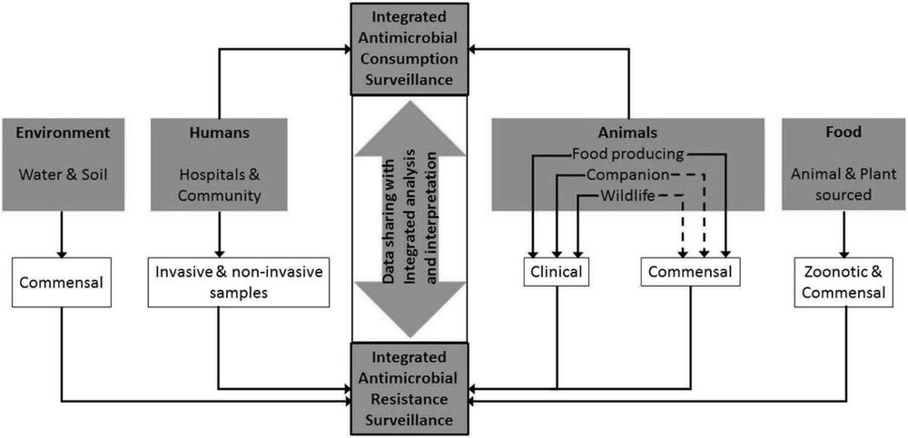 A flow chart is showing how the integrated sharing of data analysis and interpretation looks. There are different types of bacteria under surveillance in the chart: commensal, invasive samples, non-invasive samples, clinical and zoonotic methods of antimicrobial consumption surveillance. The subjects of surveillance and analysis are broken up into four categories: environment (water and soil), humans (hospitals and community), animals (food producing, companion, and wildlife), and food (animal and plant sourced). Each category is a different type of bacteria with the environment being commensal, humans being invasive and none invasive bacteria samples, animals classified as both commensal and clinical bacteria, and food can be zoonotic or commensal. All processes within the framework of integrated sulverillance on antimicrobial resistance and consumption.