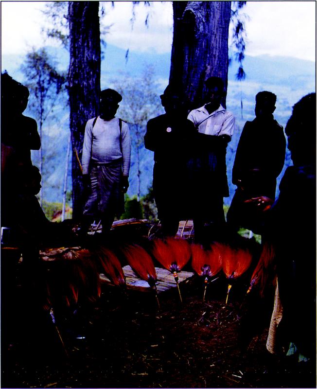 Coloured photo of eight New Guinean men and a child to the left of the frame standing around a row of singular headpiece inserts with bright orange plumes with white tips and violet bottom base that are each attached to a long, sharp needle-like stick. The plume headpiece inserts are all tucked into the dirt ground. Some men are bare-bodied while others have on shirts, and some have their arms folded. They are all looking at the plumes with seriousness, with one man, with his back at the camera – though blocked by another man’s back at the farthest right – has his index finger pointed out in the direction of the plumes. In the background is a blurred scenery of the New Guinean highlands and bushlands, with two large tree trunks right at the back of the group of men. 