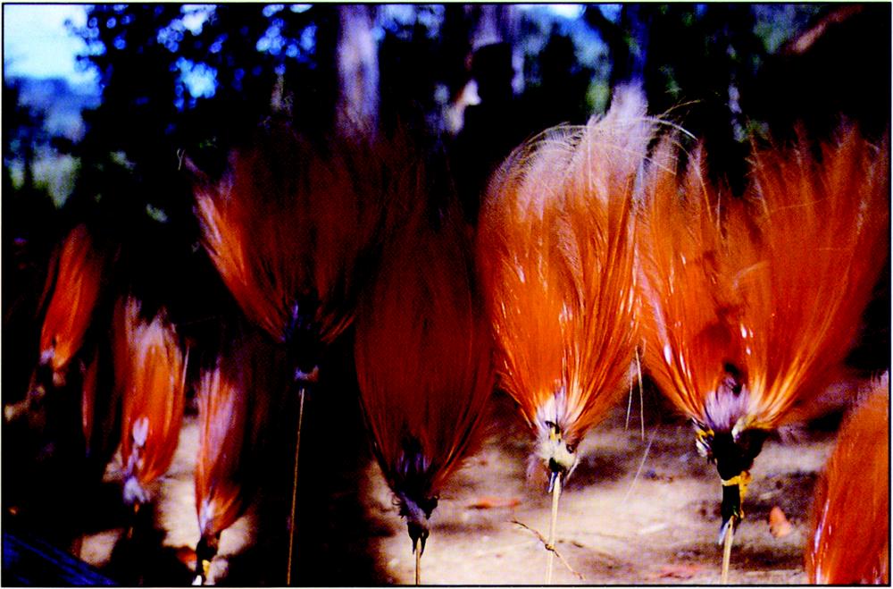 Close-up of the bright orange Raggiana skins shown in plate 18. There are more than eight bright orange feathers portrayed. The bottom is a mix of violet, yellowish hue and white. The ends are orange and white. Behind the feathers there is a blurred focus of a man to the far left and a child in the middle, and the background bushland. Only the feathers are in focus in this photograph.