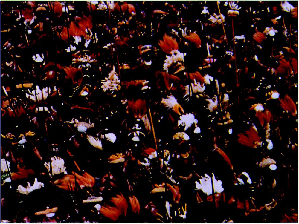 Photo taken from a top-down perspective that shows a large horde of Engan men dancing and wearing indigenous attire. All of them have majestic plumes in their headpieces, with the bright orange feathers the Raggiana being the most dominant. The men are wearing large tribal necklaces over their bare chests, with tall spears in hand. They are standing in dense rows are facing in the bottom-right diagonal direction. The colour palette of the image is largely brown, orange, black and white.