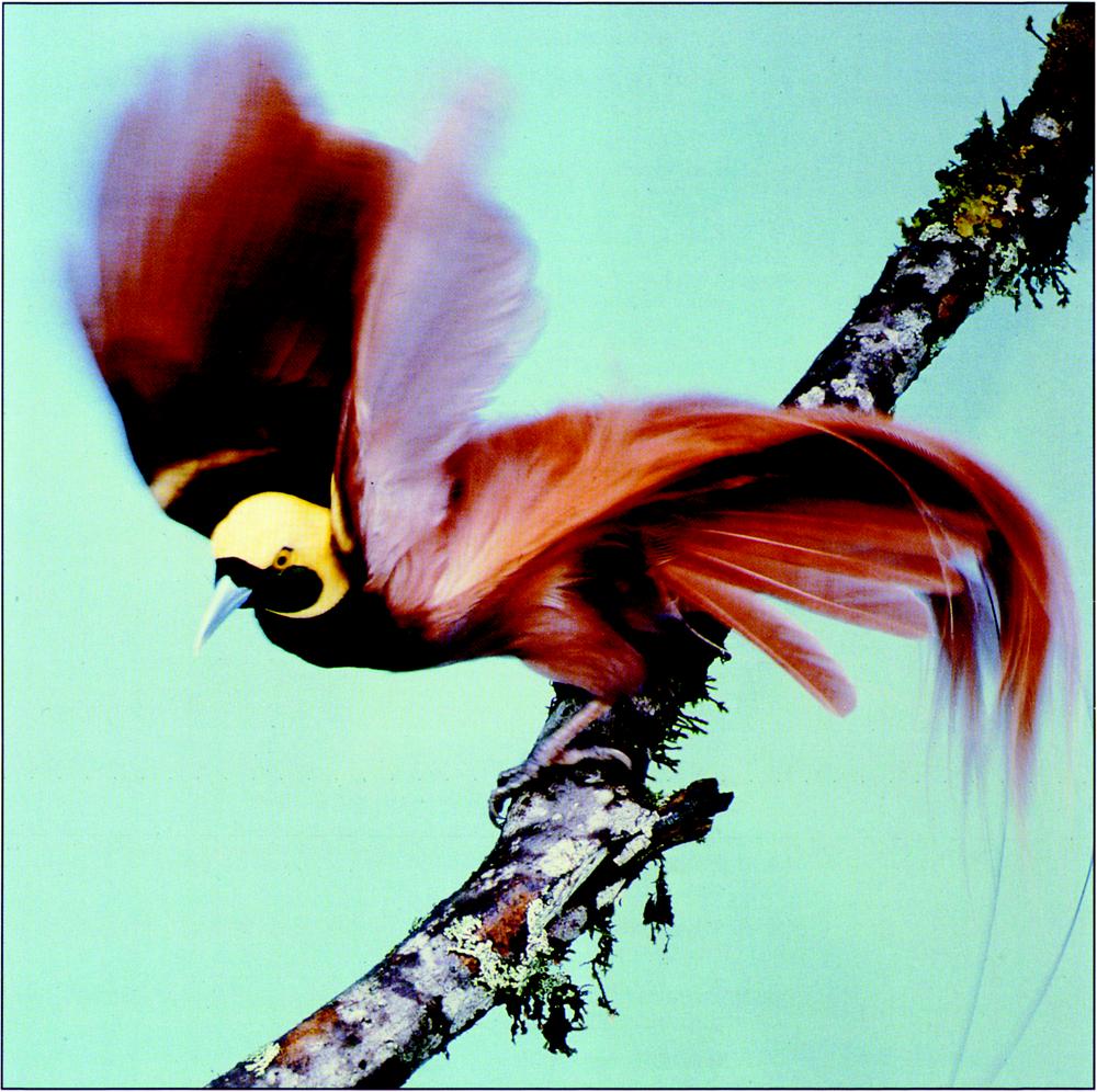 Coloured photograph of the Raggiana Bird of Paradise perched on a branch full of multi-coloured lichens which stretches diagonally across the frame from the bottom-left side up to the upper-right corner. Against a washed-out pale angel-blue sky, its reddish-copper wings are blurred from the action of flapping, with its body and legs positioned as if about to take off, as it flares its hind feathers. It has a fairly long, pointed blueish-grey beak extending from a small blueish-black front, forest green chin, black breasts, pale yellow throat and head, pale pastel pink inner-wing feathers, and a reddish-copper plumage and long feathery tail which softly and gracefully curves downwards.