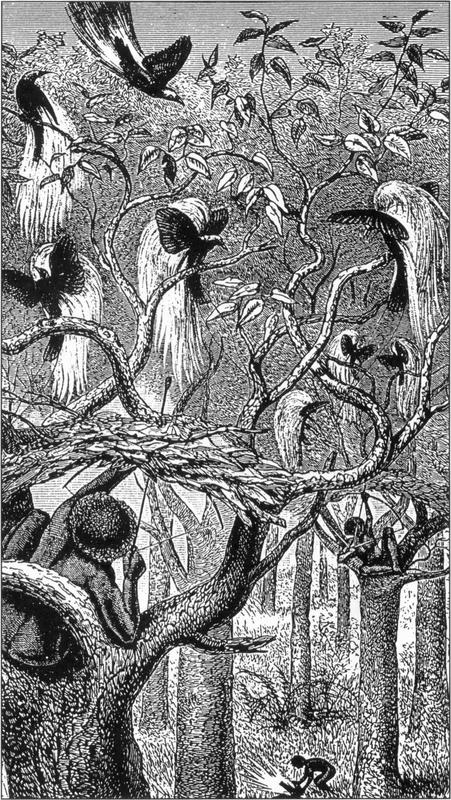 Detailed black-and-white etching of two bare-bodied Aru Islanders perched strategically between the base of the tall and wavy branches of large trees, with arrow and bow bent and ready in hand, aiming at the group of Greater Birds of Paradise perched on the thinner branches towards the tree tops. The Greater Birds of Paradise are depicted to have long, bushy, white plumes flowing and curved downwards, black bodies and thin, sharp beaks. There appears to be eight birds in total, with one looking to be swooping downwards from the left corner, and one on the far centre-left with its legs still on the branch but its wings spread out, as if about to fly away. There are clearly drawn sparse leaves at the ends of the thin branches where the birds are perched. At the foreground and bottom of the tall tree trunks is grassland, with one man towards the bottom right of the frame crouching with his arms out, appearing to be collecting a bird, a target which had fallen to the ground.
