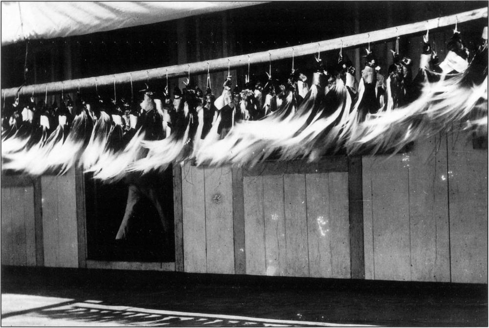 Black and white photo of Lesser Bird of Paradise skins hanging side-by-side on hooks in a row front of a trade store made of vertical wooden planks. The sun casts a shadow of the skins and their long, thick and bushy plumes on the foreground of the image. Some parts the rolled up tarp, presumably rolled down over the trade store outside of opening hours, can be seen on the top left corner on the image. The Lesser Bird of Paradise skins are fluffy and light in colour, and it grows dark towards the inner-side which are bond by a thick piece of tape or cloth and attached to some string which are hung by the hooks. 