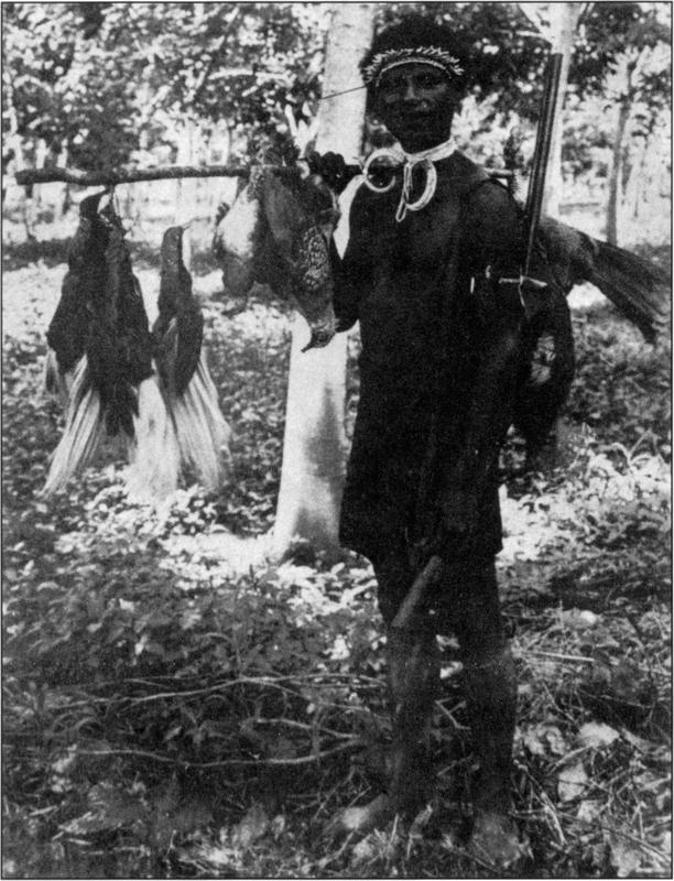 Black and white photograph of a New Guinean bird of paradise hunter standing towards the right side of the frame in the midst of much foliage such as trees seen in the background and ground full of leaves and fallen twigs or long, skinny branches, as he poses in the daylight under the shade of the canopy. The hunter, looking to have a dark skin complexion, is dressed in his tribal attire with a headband across his forehead patterned and sprawled, as if made of roughly weaved grass or plant fibres. He is holding a long wooden stick which hangs several birds bundled by species, including the Lesser Birds of Paradise which large, slim body and long, smooth feathered wings hanging down. Their heads are tied to the pole at the end of the wooden stick. Next to the Birds of Paradise is a bunch of stocky pigeons hanging by their legs. Their bodies have smatterings of light-coloured patterns, one of which has its white breast facing the camera. The hunter is wearing a large and distinctive necklace tied right around his neck, with the large horn-like structure curving out – it almost resembles a skull of a ram. On his left shoulder hangs a large and tall rifle, with its tall double barrels pointing upwards. His hand is resting on the rifle’s body. He appears to be wearing knee-high boots and a pair of dark shorts or skirt which covers most of his thighs. The hunter’s eyes are barely discernible, but he seems to be peering slightly off camera to the right.