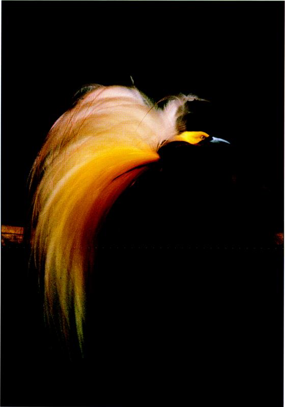 The side portrait of the Lesser Bird of Paradise perched on a single wooden branch which stretches horizontally across the dark background. With a brown-coloured body and wings (one of which is stretching out to the right), yellow eyes and head, black pupils and lores, greyish-blue beak, the bird displays its majestic long, fluffed bunch of plumes which colours span from white to a rich yellow-orange gradient. Its beautiful yellow filamentous flank plumes spreads out on the top, and its elongated tail flows softly downwards.
