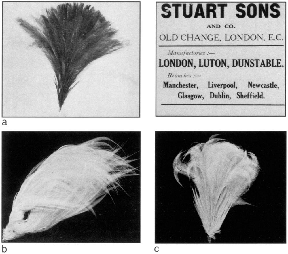 Black and white advertisements for paradise plumes. There are four photos; three of them are different plumes and the other is the ad itself with texts saying ‘Stuart Sons and Co. [line break] Old Change, London, E.C. [line break] Manufactories:-- London, Luton, Dunstable. [line break] Branches:-- Manchester, Liverpool, Newcastle, Dublin, Sheffield.