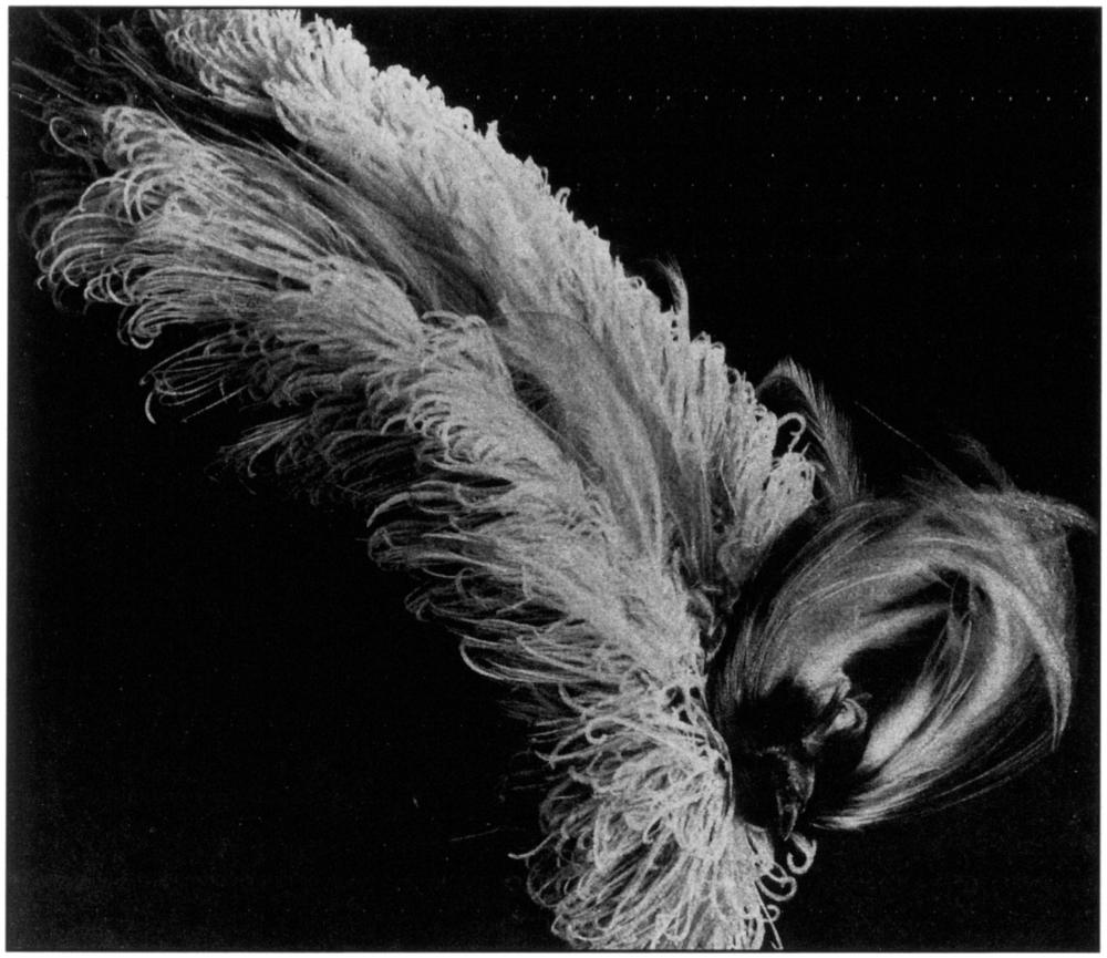 Close-up black and white shot of a beautiful plume of a blue ostrich headwear. Its feathers are thick and narrow, appearing almost like a duster mop as it sprawls diagonally upwards to the left corner of the frame, with a few bird of paradise feathers at the bottom of the headpiece towards the right corner of the frame.