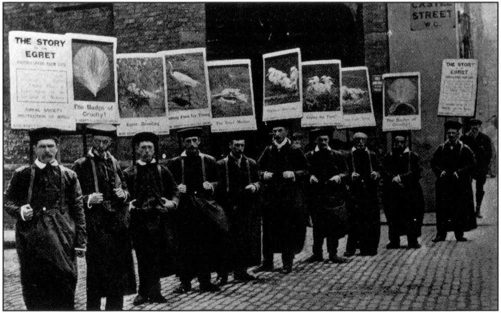 Black and white photograph that displays eleven men standing in a horizontal row at a slight diagonal angle dressed in black trench coats, forming a picket line as they are standing on the street holding up placards protesting against plume trade. The man at the foreground is holding up a sign with ‘The Story of the Egret’ written as a headline above a few bodies of smaller, indiscernible texts. The other men are holding up signs which have one singular image of a bird with captions such as ‘The Badge of Cruelty!’ being cited. They are all dressed the same way: black overall, black shirt with white collar and a short flat-top hat. Most of them have a moustache, except for one young-looking clean-shaven lad, and they are looking straight at the camera with a clear expression of indignant discontent. 