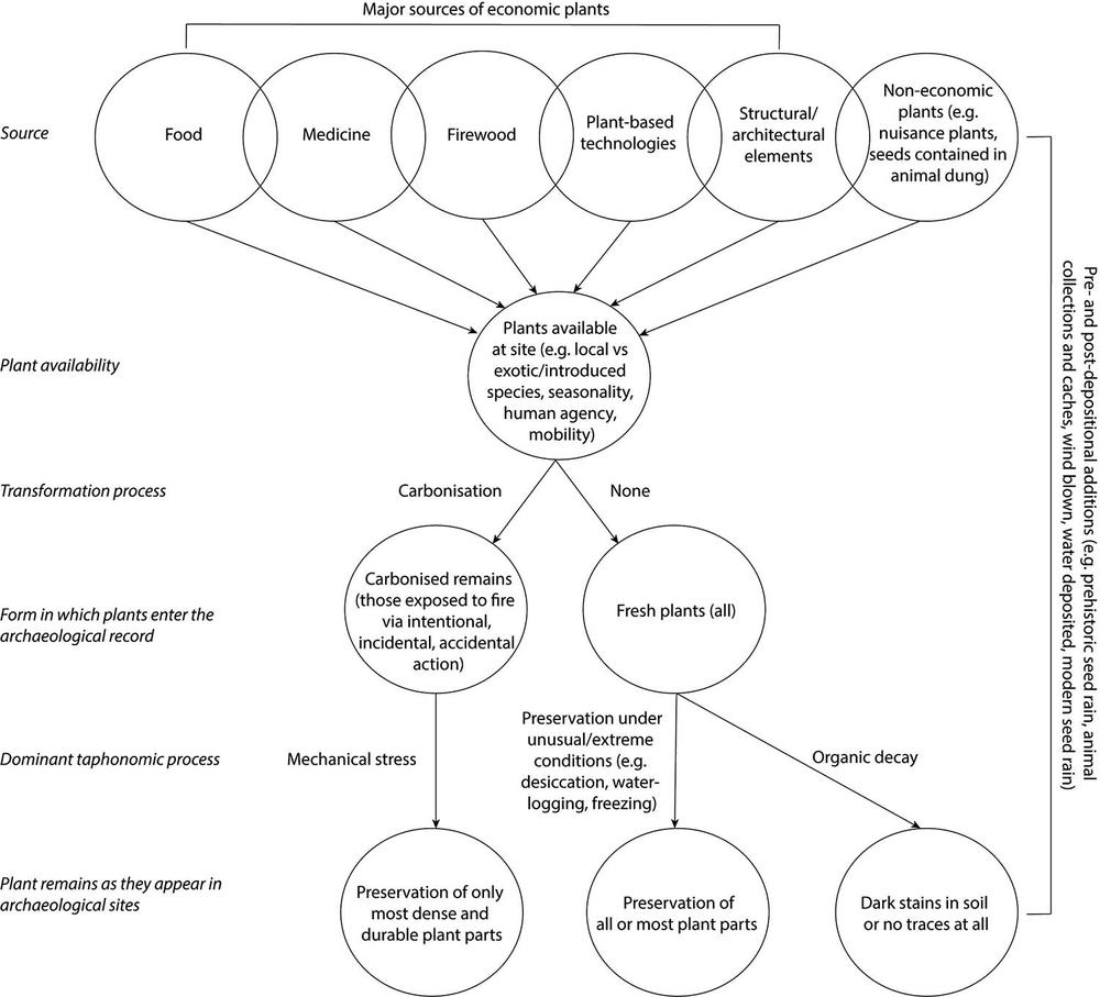 Flowchart showing how plants enter the archaeological record. It begins with major sources of economic plants such as food, medicine, firewood, plant-based technologies, and structural elements, plus non-economic plants. These link to plant availability at a site, then transformation processes: carbonisation or none. Carbonised remains lead to mechanical stress and preservation of dense plant parts. Fresh plants may be preserved under extreme conditions or decay organically, resulting in full preservation or dark soil stains.