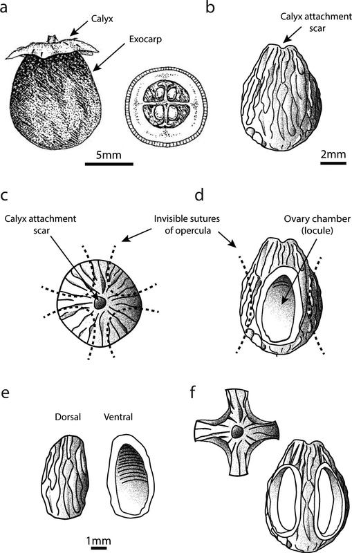 Series of six black-and-white botanical drawings showing fruit and seed morphology. (a) Whole fruit with calyx and exocarp, plus a cross-section showing internal chambers. (b) Seed with calyx attachment scar and ridged surface. (c) Top view of seed showing calyx scar and opercula sutures. (d) Longitudinal section revealing ovary chamber (locule). (e) Dorsal and ventral views of a small seed. (f) Cross-section of seed showing internal cavities. Scale bars range from 1 mm to 5 mm