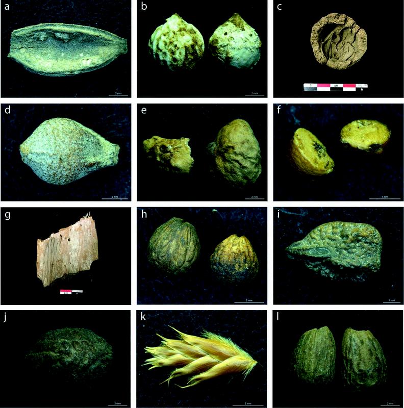Grid of twelve photographs showing charred and preserved plant remains from archaeological sites. Items include seeds, nuts, and fragments with varying textures and colours. (a) Elongated seed pod. (b) Two spherical seeds. (c) Fragmented seed with scale bar. (d–f) Irregular seeds and halves. (g) Charred wood fragment with scale bar. (h–i) Rounded seeds and one elongated seed. (j) Single rough-textured seed. (k) Cluster of grass spikelets. (l) Two oval seeds. Each photo includes a scale bar for size reference.