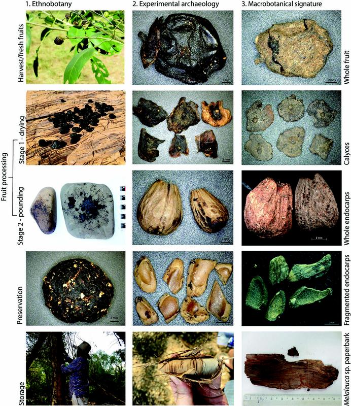 Composite image arranged in five rows and three columns, showing stages of fruit use and preservation. Column 1 (Ethnobotany): Photos of fresh fruits on a tree, fruits drying on a wooden surface, pounding tools with fruit remains, a preserved fruit mass, and a person collecting bark from a tree. Column 2 (Experimental archaeology): Close-up images of processed fruits: whole dried fruits, broken pieces, whole endocarps, fragmented endocarps, and a hand holding a split fruit. Column 3 (Macrobotanical signature): Archaeological examples: charred whole fruit, calyx fragments, whole endocarps, fragmented endocarps, and bark pieces with a scale bar. Labels on the left indicate stages: “Harvest/fresh fruits,” “Stage 1 – drying”, “Stage 2 – pounding”, “Preservation” and “Storage”. Labels on the right identify plant parts: “Whole fruit”, “Calyxes”, “Whole endocarps”, “Fragmented endocarps” and “Melaleuca sp. paperbark”.