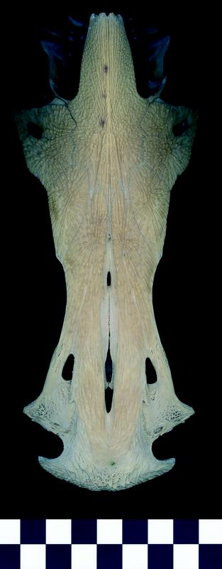 Photograph of a skull viewed from above, showing elongated snout, textured surface, and multiple openings for eyes and nostrils. The skull is pale beige against a black background, with a black-and-white scale bar at the bottom for size reference.