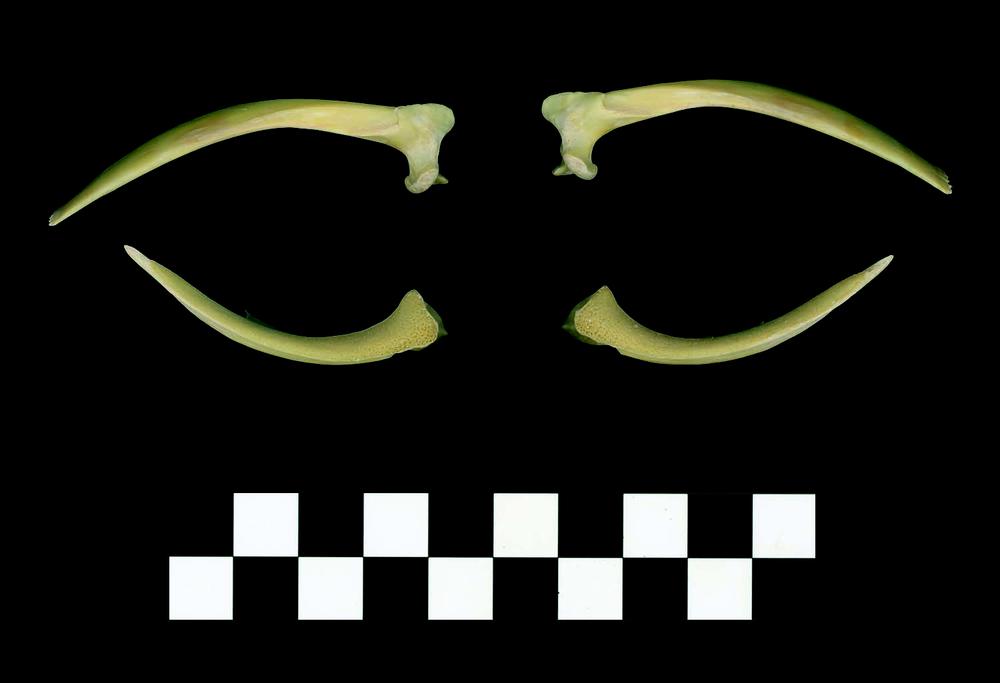 Four jaw bones arranged in two pairs on a black background. Each pair includes an upper and lower jaw section, curved and pointed at one end. A black-and-white scale bar is placed below for measurement.