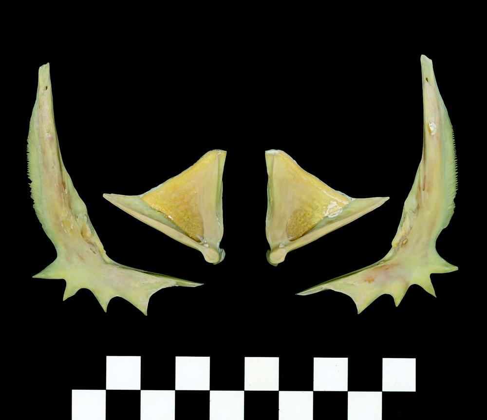 Two pairs of jaw bones displayed with inner surfaces visible, showing triangular and spurred shapes. The bones are pale beige and positioned symmetrically on a black background. A black-and-white scale bar is included at the bottom.