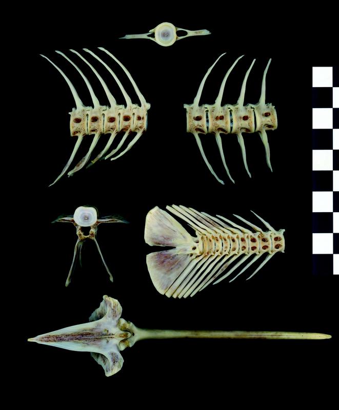 Black and white image showing an arrangement of fish bones on a dark background. The skeleton parts include rib sections, vertebrae, and a tail fin structure, all laid out separately. A black-and-white scale bar with alternating squares is positioned on the right side for size reference.