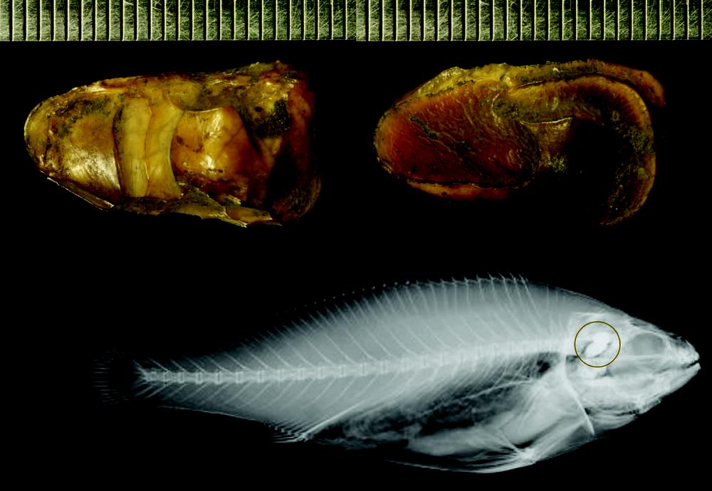 Composite image showing close-up X-rays of two otoliths at the top, both with a textured surface. Below is an X-ray of a fish skeleton, highlighting the position of the otolith near the jaw with a circle. A millimetre scale runs along the top edge of the image for size reference.