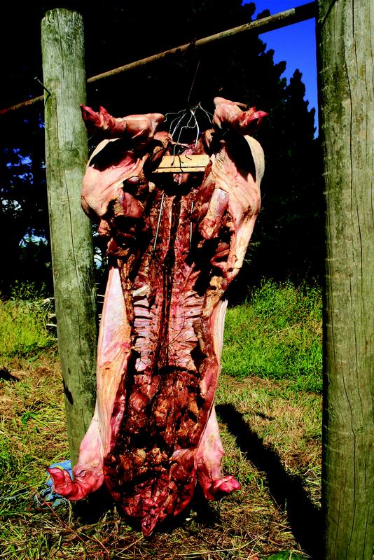 Close-up photograph of a butterflied pig carcass, hanging upside down from a bar secured between two wooden posts. The ground below is grassy and there are shadowy trees and shrubs in the background.
