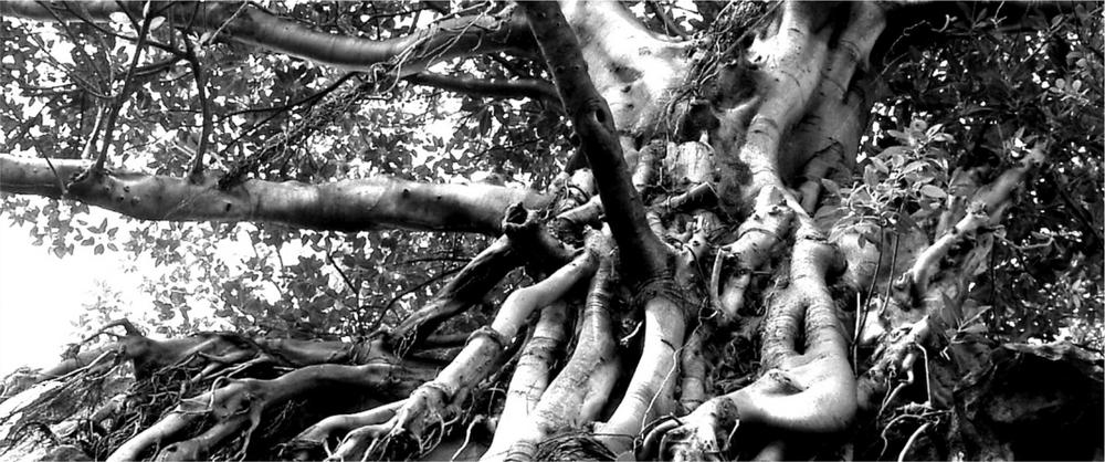 A black and white photograph of twisted tree branches.