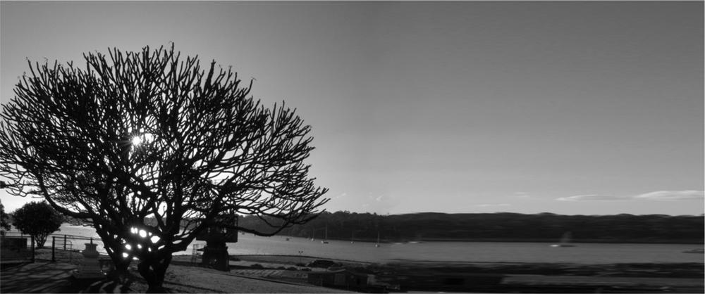 A black and white photograph of a wide tree to the left and the water edge spanning to the right.