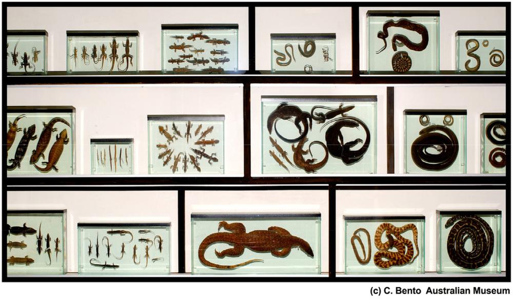 A biodiversity gallery with various specimens.