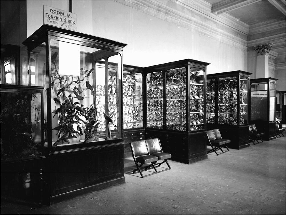 A photograph of the Bird Gallery and glass cases.