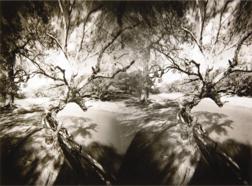 An artwork of abstract trees.