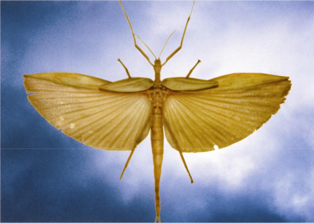 An artwork of a large insect with wings.