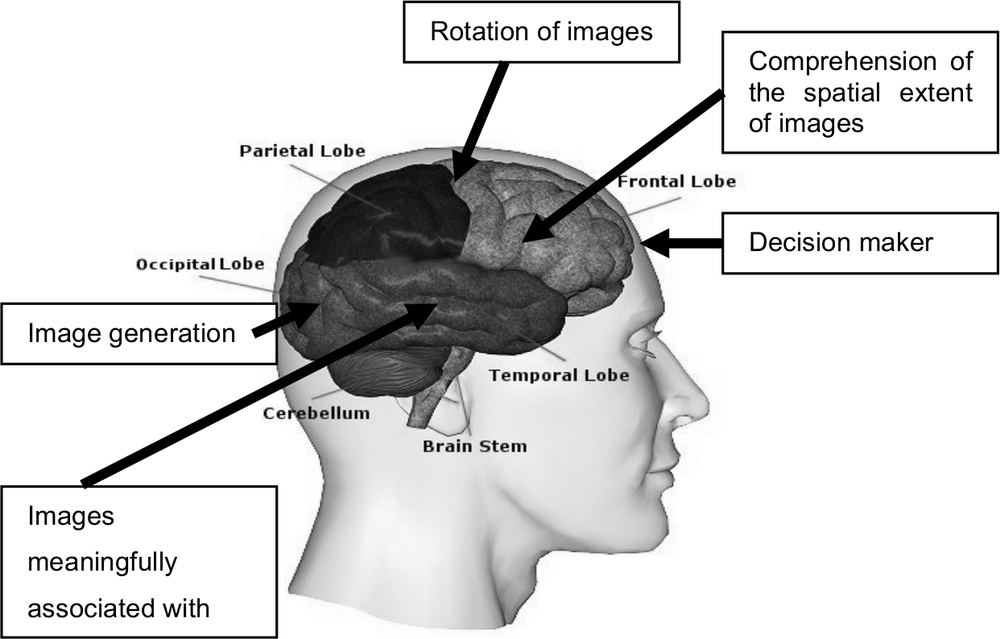 A profile image of a human head with a brain cross section and words displaying the various sections. There are arrows that point to each section with the words that describe what each part of the brain does.