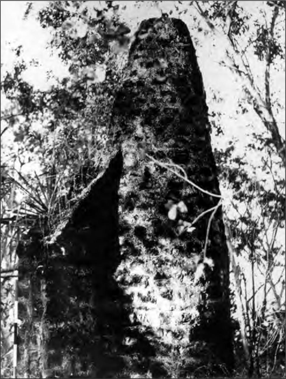 A black and white photograph of a round chimney in the shadows of trees.