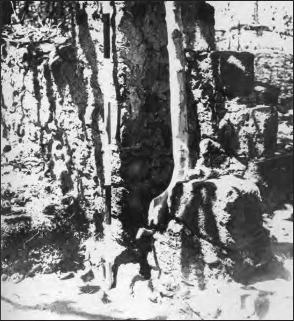 A black and white photograph of a tree growing in the space provided by the original wooden pile, later mostly enclosed by the stone wall.