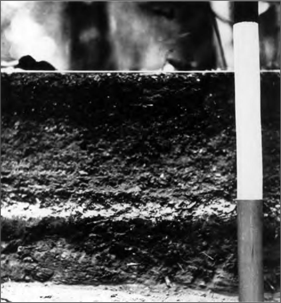 A black and white photograph showing two strata of shell flooring are visible, the lower one being heavily calcined.