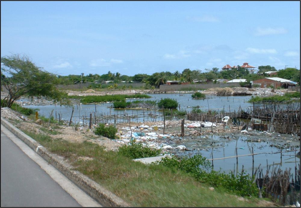 A photograph of a swampy water area next to a road.