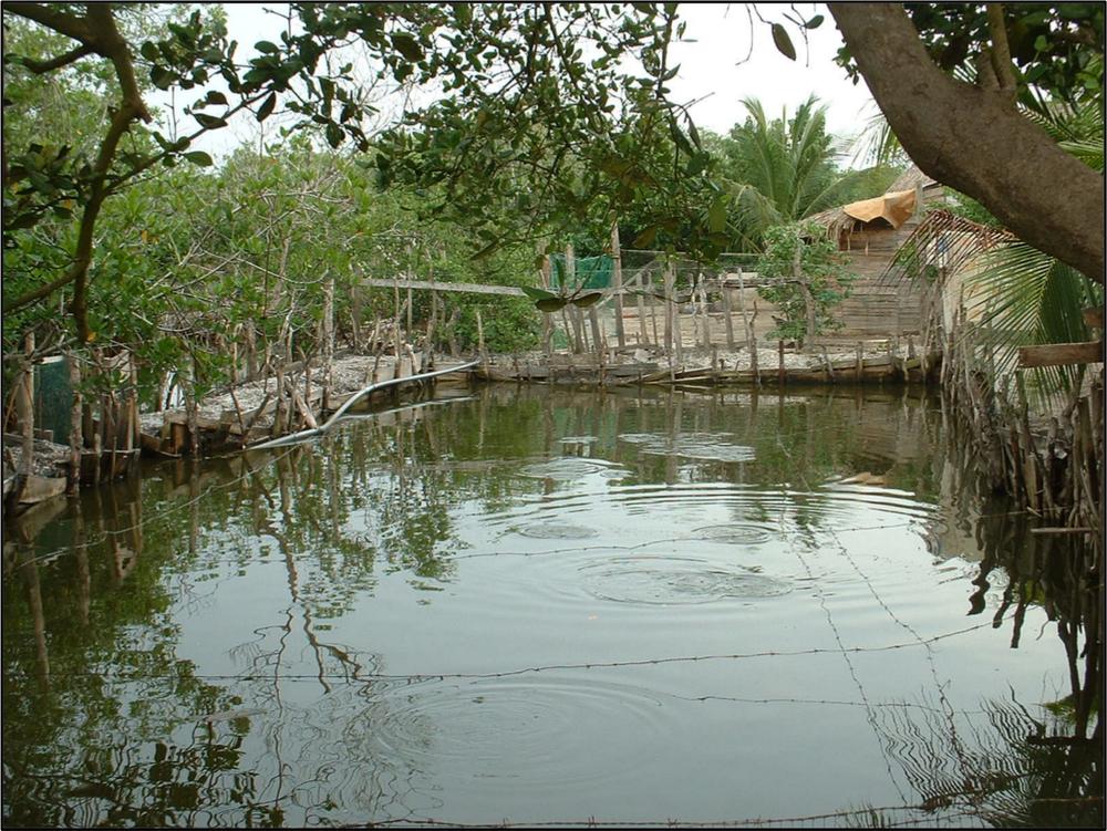 A photograph of a water hole with trees all around.