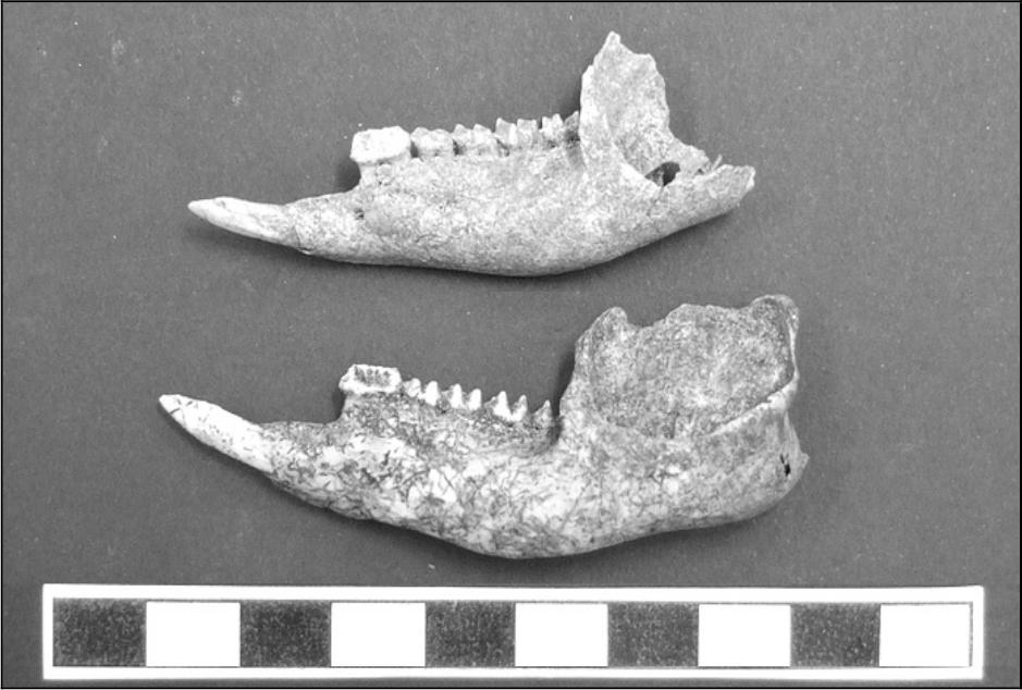 Image of quokka jaws.