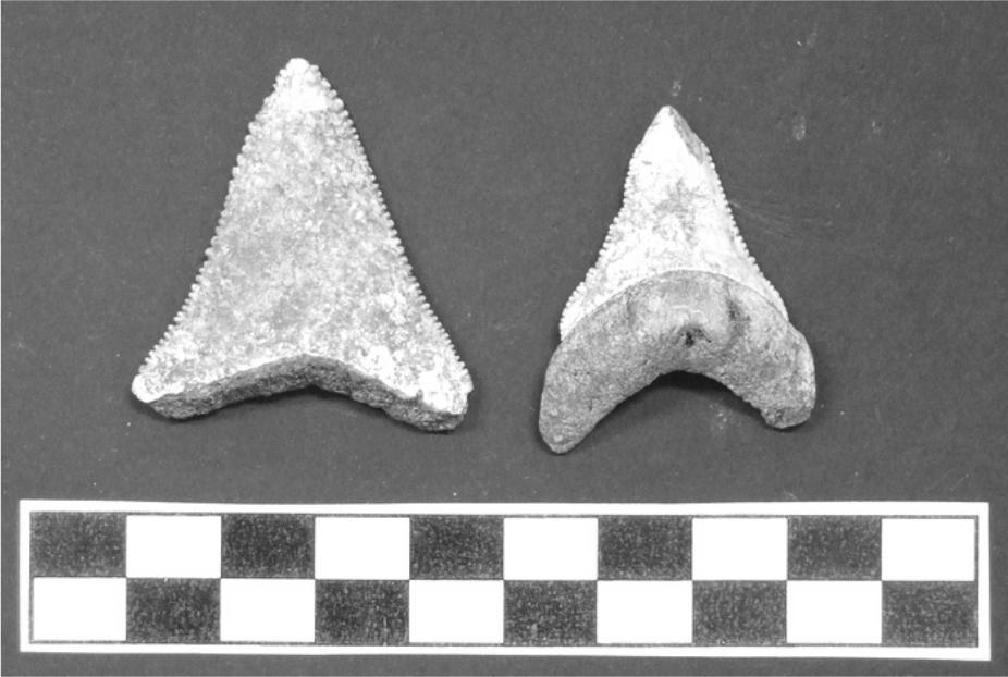 Image of shark teeth.