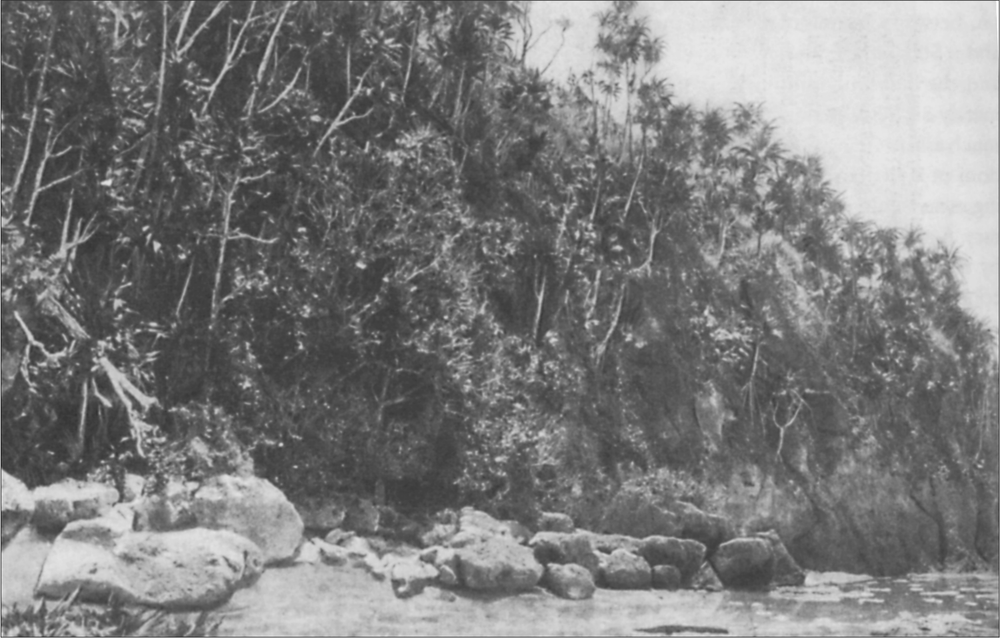 Black and white image of tall trees in the backgrouns and a rock landscape in the foreground.