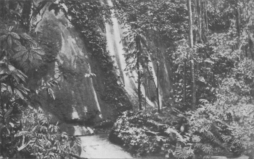 Black and white image of a waterfall in teh background with trees covering the waterfall in the foreground.