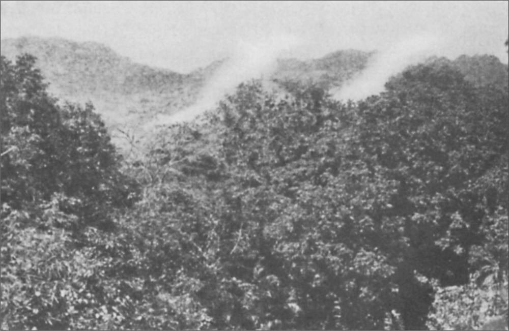 Black and white image of the top of an island with tree tops everywhere.