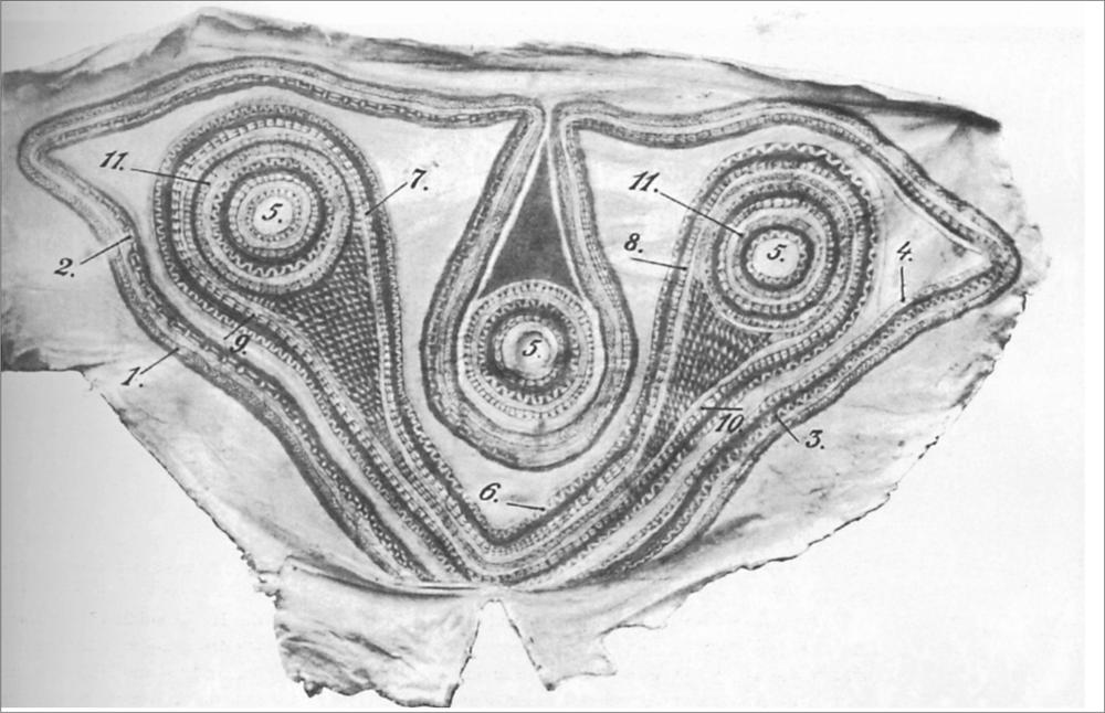 Black and white image of a painted piece of bark.