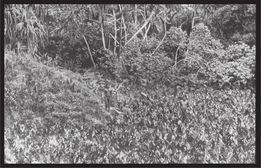 Black and white image of toro garden.