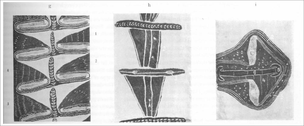 Various patterns of painted bark.